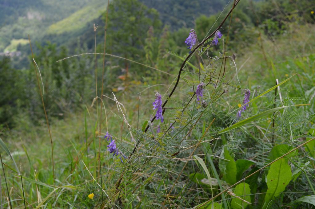 Vicia cfr. tenuifolia